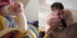 Hamster Banana Gay Porn Gabriel Cross Cutler X Big Dick Sucking XXX