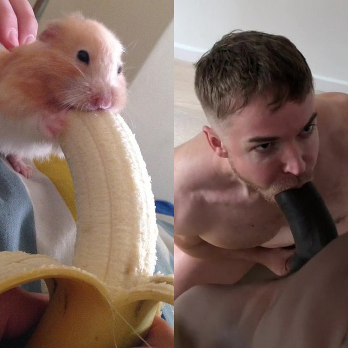 Hamster Banana Gay Porn Gabriel Cross Cutler X Big Dick Sucking