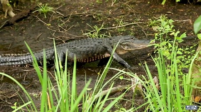 Gay Porn Diego Sans Kaleb Stryker Alligator PETA Everglades 1
