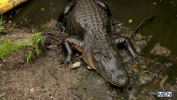 Gay Porn Everglades Alligator Turtle 
